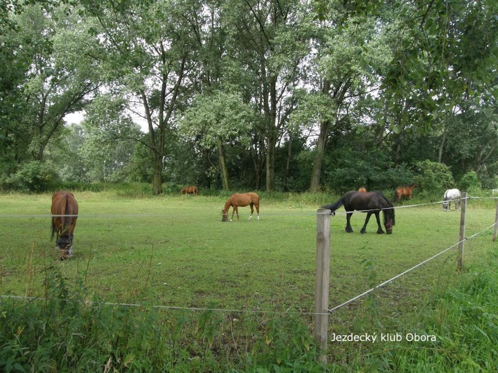 Homestay Poděbrady Exteriör bild